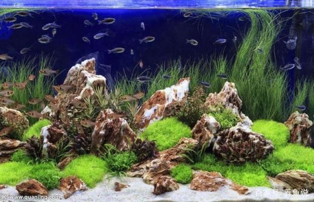 魚缸濾材最建議買三種