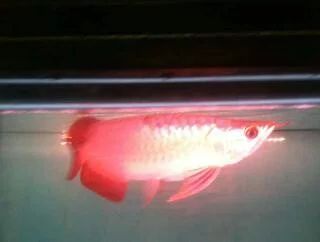 龍魚掉眼怎么辦小妙招：如何處理龍魚掉眼