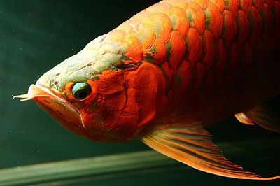 龍魚(yú)掉眼會(huì)越來(lái)越嚴(yán)重嗎視頻