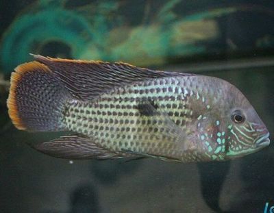 龍魚撞缸有點感染用黃粉可以嗎？（龍魚撞缸有點感染用黃粉可以嗎）