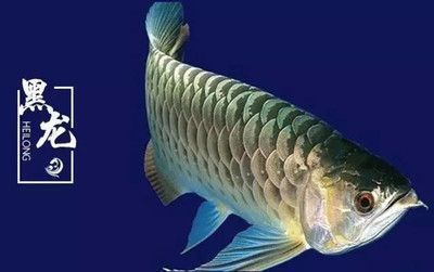 紅龍魚(yú)的鱗片爛了怎么治（如何正確喂養(yǎng)紅龍魚(yú)）