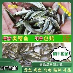 給龍魚喂食的小魚可以是多種類型的淡水魚：給龍魚喂食小魚時，飼養者需要注意以下幾點