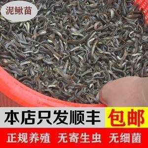 給龍魚喂食的小魚可以是多種類型的淡水魚：給龍魚喂食小魚時，飼養者需要注意以下幾點