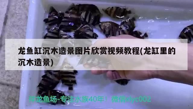 龍魚缸造景視頻欣賞教程（文字版的龍魚缸造景教程）