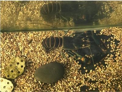 澳洲淡水龍蝦魚缸怎么養殖：養殖澳洲淡水龍蝦的注意事項