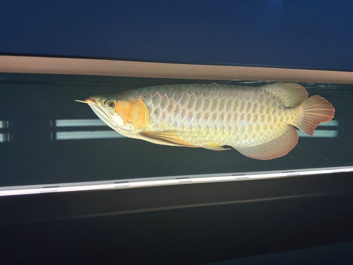 金龍魚的鱗片掉了還會長出來嗎？：金龍魚的鱗片掉了之后有可能再長出來嗎新生長的鱗片可能再長出來
