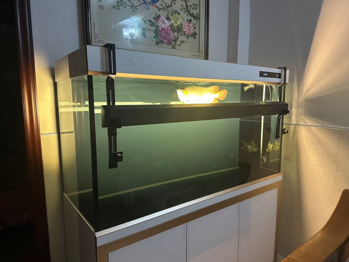 金龍魚的鱗片掉了還會長出來嗎？：金龍魚的鱗片掉了之后有可能再長出來嗎新生長的鱗片可能再長出來