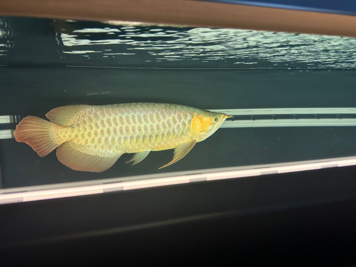 金龍魚的鱗片掉了還會長出來嗎？：金龍魚的鱗片掉了之后有可能再長出來嗎新生長的鱗片可能再長出來