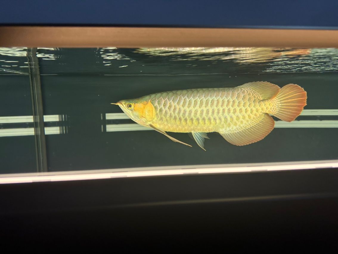 金龍魚的鱗片掉了還會長出來嗎？：金龍魚的鱗片掉了之后有可能再長出來嗎新生長的鱗片可能再長出來