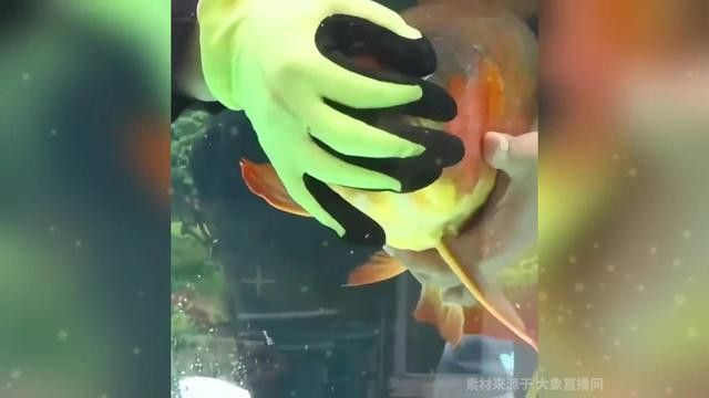 紅金龍魚繁殖需要注意什么？