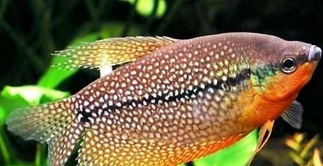 怎么能讓龍魚不打架：如何避免龍魚之間的沖突