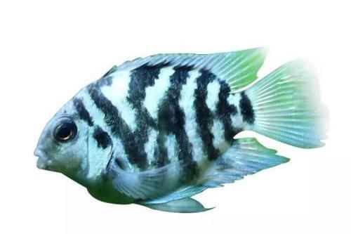 鸚鵡魚混養的飼料選擇：如何自制鸚鵡魚營養飼料