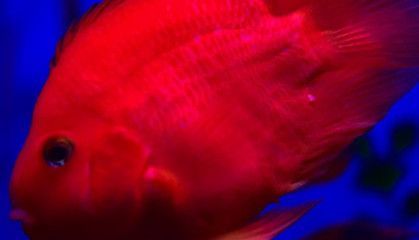 鸚鵡魚混養的飼料選擇：如何自制鸚鵡魚營養飼料