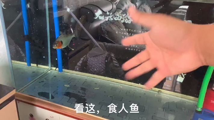 魚缸需要一直換水嗎為什么（如何判斷魚缸水質是否良好）