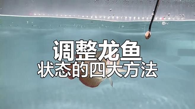 龍魚趴缸后如何快速恢復(fù)？