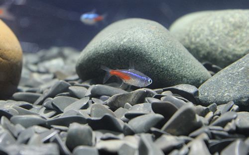 給龍魚喂食（龍魚的喂食頻率應該根據它們的生長階段來確定）