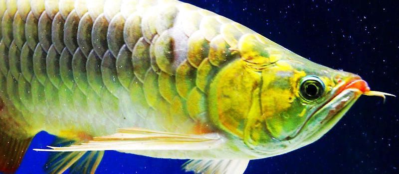 龍魚蒙眼癥狀表現(xiàn)是什么：龍魚蒙眼怎么辦