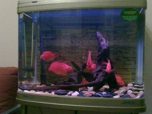 魚缸水很渾濁怎么辦，魚缸換水的最佳時機是什么時候