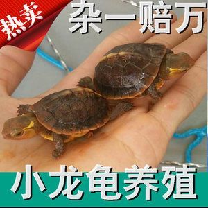 小龍魚怎么養活的快：小龍魚的快速養護方法