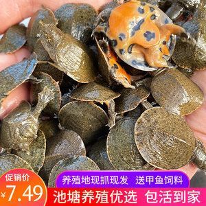 小龍魚怎么養活的快：小龍魚的快速養護方法
