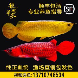 龍魚多少錢一條黃金過背：黃金過背龍魚價格如何挑選高品質龍魚飼養技巧