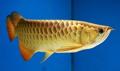 龍魚多少錢一條黃金過背：黃金過背龍魚價格如何挑選高品質龍魚飼養技巧