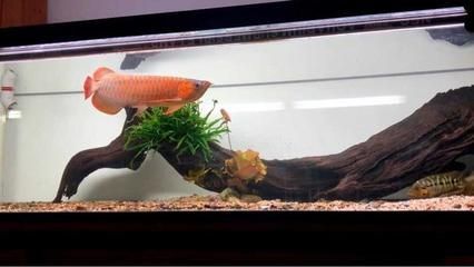 龍魚幾歲不長個了：龍魚的生長速度和周期受到多種因素的影響