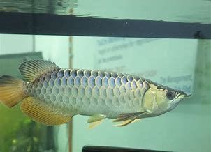 如何判斷金龍魚的年齡（判斷金龍魚的年齡可以通過觀察鱗片上的年輪、脊椎骨、背鰭等方法）