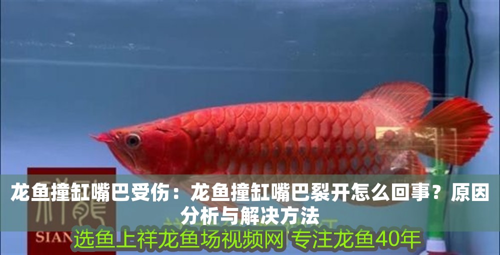 龍魚撞缸嘴巴受傷：龍魚撞缸嘴巴裂開怎么回事？原因分析與解決方法