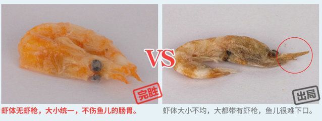 龍魚吃的蝦干可以給狗吃嗎：龍魚吃的蝦干可以給狗吃嗎龍魚吃的蝦干可以給狗吃嗎