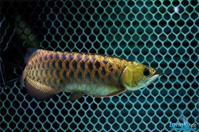 金龍魚黑色背景好嗎