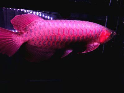 沖浪泵對(duì)紅龍魚的影響：沖浪泵對(duì)紅龍魚的影響既有積極的一面