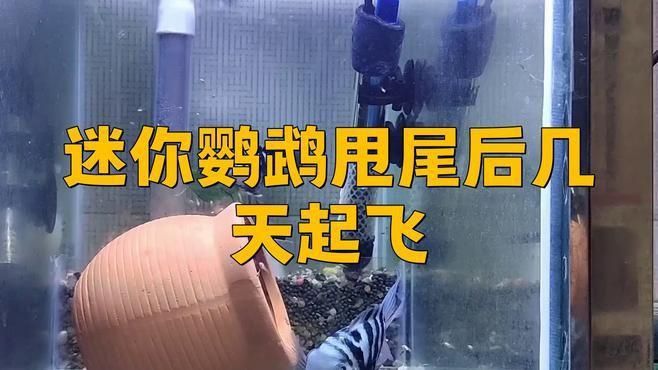 迷你鸚鵡魚怎么算起飛