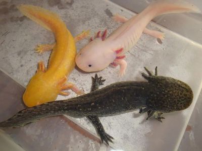 六角恐龍魚會死嗎（六角恐龍魚壽命受到多種因素影響六角恐龍魚壽命受到多種因素影響）