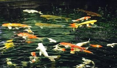 白龍魚什么意思：“白龍魚服”是什么意思