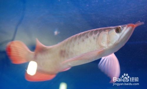 龍魚飼養溫度和濕度要求多少合適：龍魚飼養溫度和濕度要求