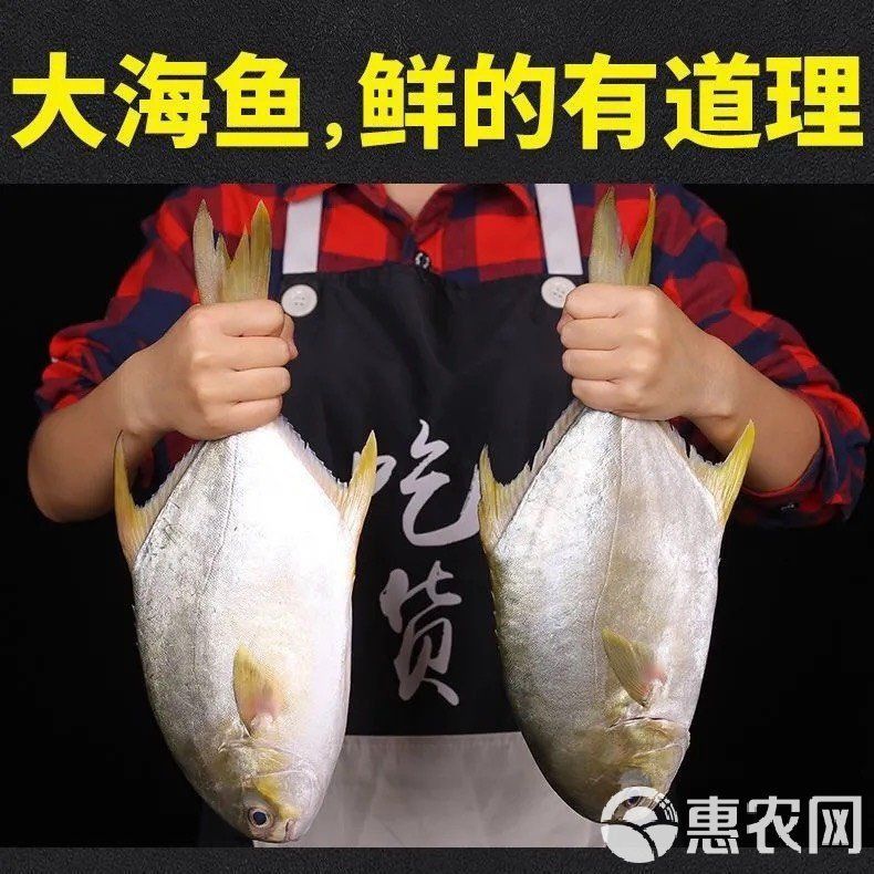金鉆魚市場價多少一斤
