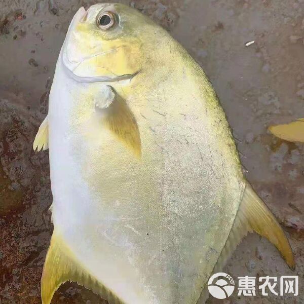 金鉆魚市場價多少一斤