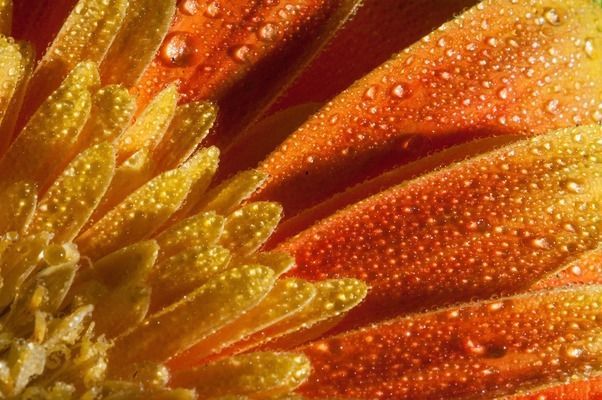 金龍魚24小時開燈一般幾天恢復：金龍魚光照過長的急救措施