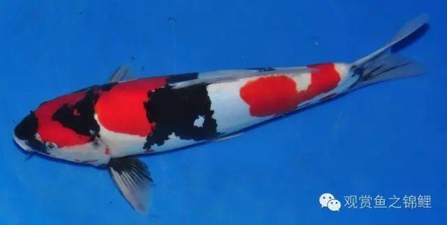 錦鯉等級(jí)劃分