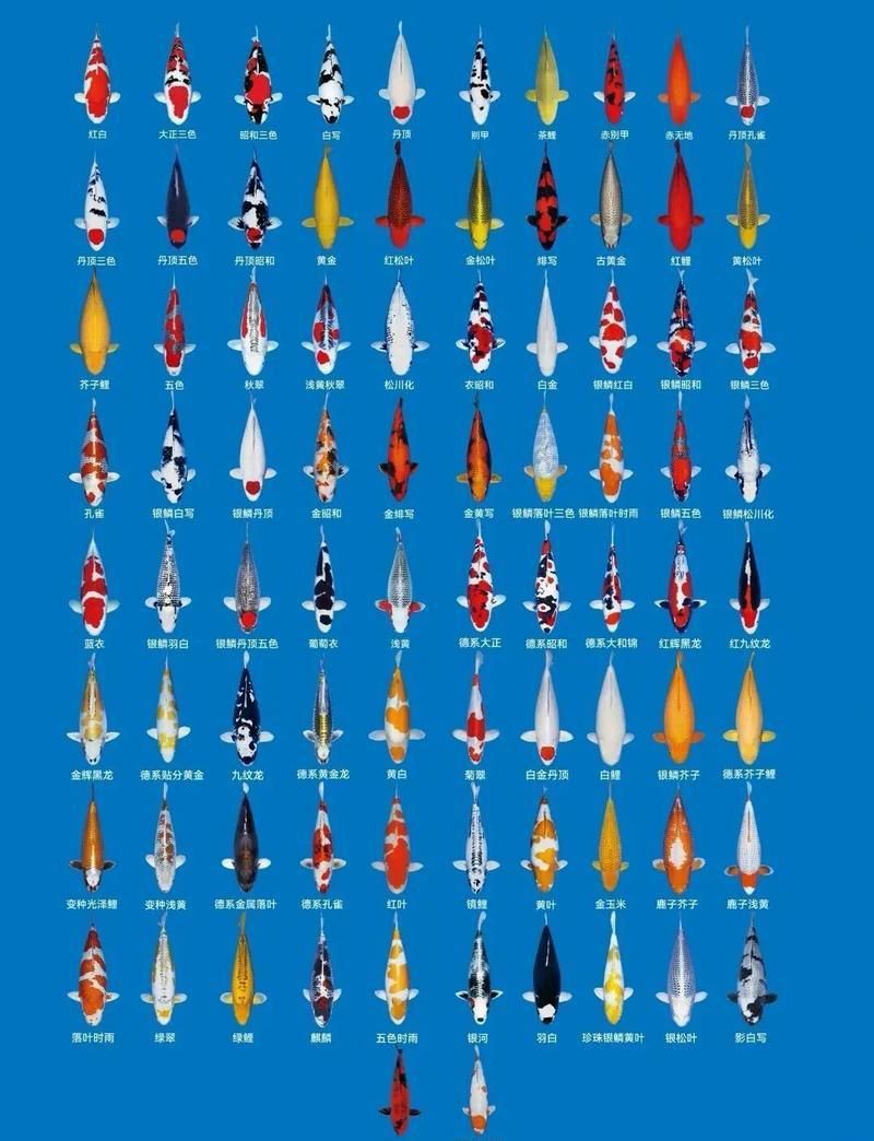 錦鯉等級(jí)劃分