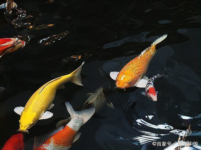 錦鯉等級(jí)劃分
