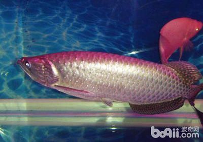 龍魚有哪幾種類型：龍魚是一種備受喜愛的淡水觀賞魚，它們以其獨特的外觀和姿態而聞名