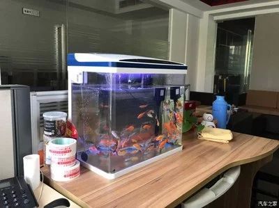 紅龍魚對魚缸的要求高嗎為什么：紅龍魚對魚缸的要求高嗎