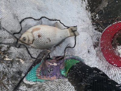 龍魚(yú)吃了一個(gè)大白片會(huì)怎么樣：龍魚(yú)誤食大白片會(huì)出現(xiàn)哪些癥狀？