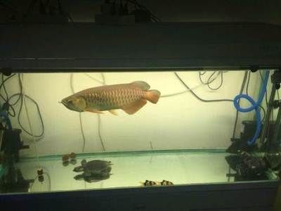 龍魚鑒定中心地址，