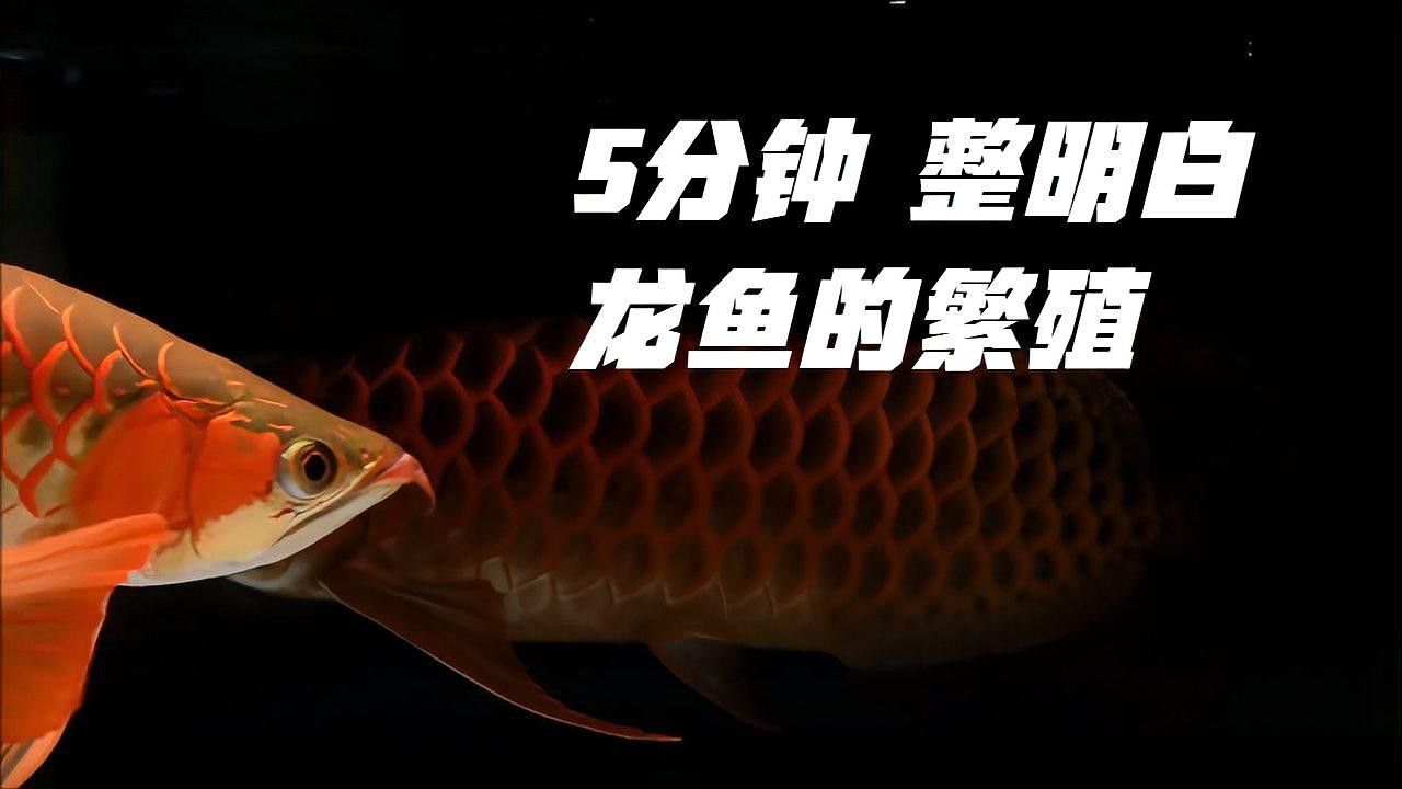 虎斑恐龍魚繁殖方式圖解