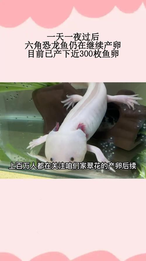 虎斑恐龍魚繁殖方式圖解