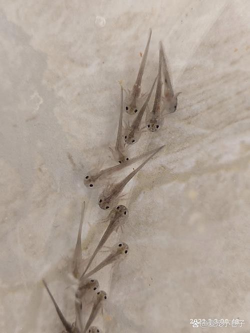 虎斑恐龍魚繁殖方式圖解