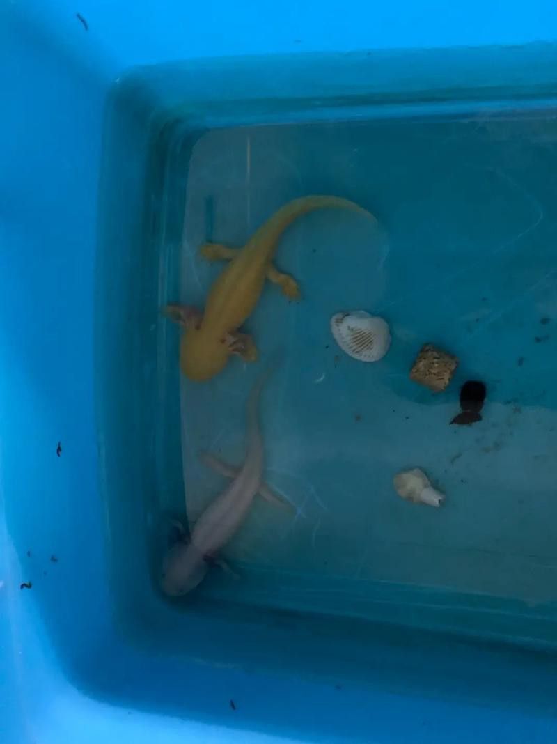 虎斑恐龍魚繁殖方式圖解